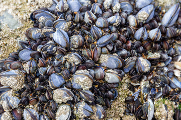 Wild blue mussels, Mytilus edulis, on the rocks in Cornwall, UK