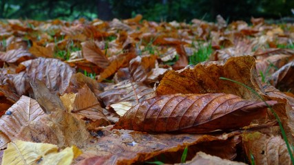Dried Leaves