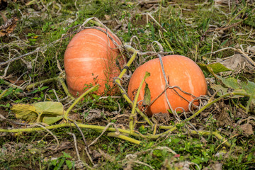 Kürbisse anbauen im Feld