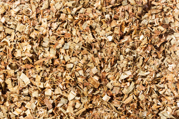 Allium ampeloprasum var. porrum - Crushed Leek Onion