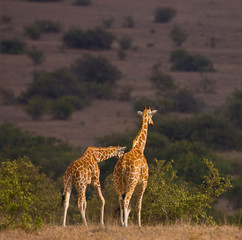Obraz premium Jirafa reticulada, Kenia, Africa