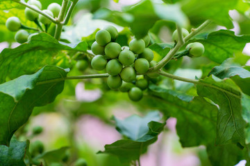 Close up of pea eggplant on plant Solanum torvum for cooking Asian food. Vegetable food on nature background. Fresh Turkey berry facts and health benefits on the tree.