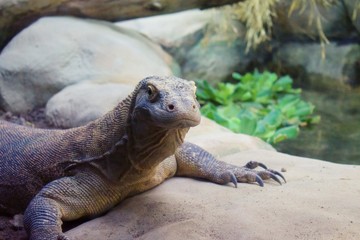 Komodo dragon laying on rock in zoo enclosure 