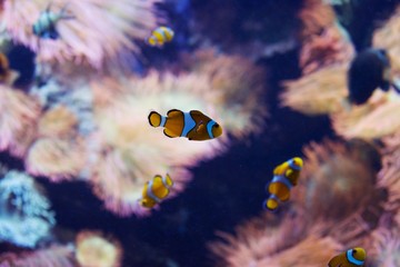 Fototapeta na wymiar Saltwater fish tank with coral reefs, clown fish, and Cardinalfish