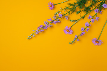 Summer subject photography. Delphinium flowers and camomiles