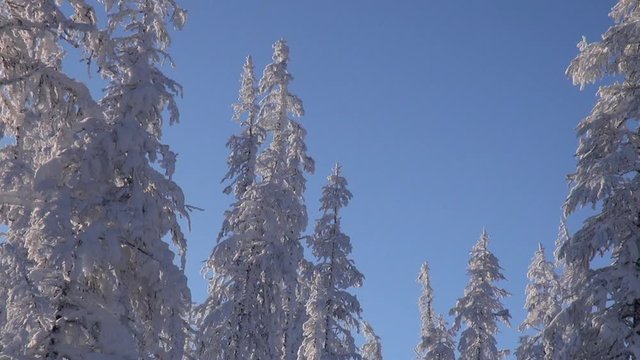 Winter. Early Morning. Frost. Snow. Tops of larches are swung by wind. Departure. Zoom out. Shadows. Kolyma