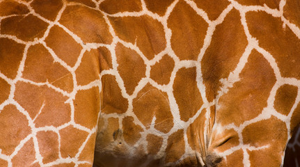 Jirafa reticulada, Kenia, Africa © JUAN CARLOS MUNOZ