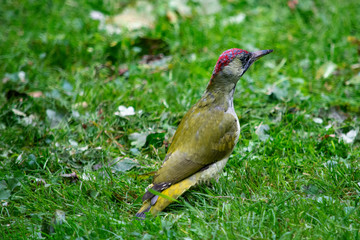dzięcioł‚ na trawie  © Dariusz Grochal 