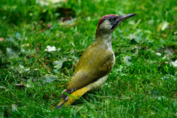 dzięcioł żólty © Dariusz Grochal 