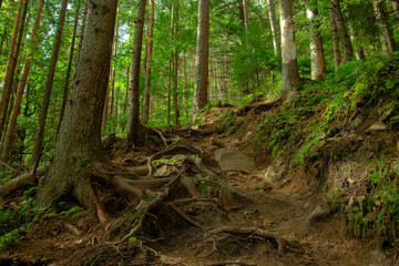mountain forest green foliage scenery landscape natural environment 