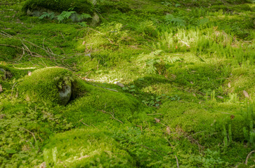 soft focus vivid green grass ground cover in fairy tale forest scenery landscape natural environment 