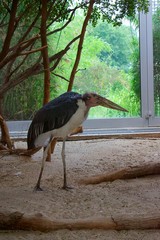 A Marabou Stork in indoor zoo enclosure 
