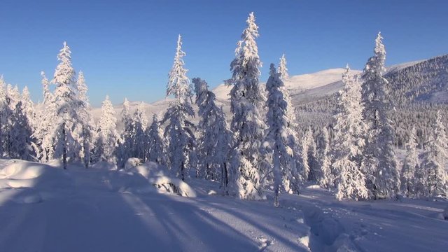 Winter. Early Morning. Frost. Snow. The panorama, wind swings tops of larches. Shadows. Kolyma