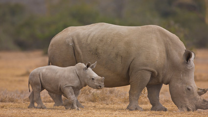 Fototapeta premium Rinoceronte blanco, Reserva Solio Ranch, Kenia, Africa
