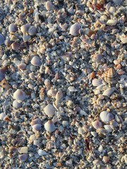 Shells on beach