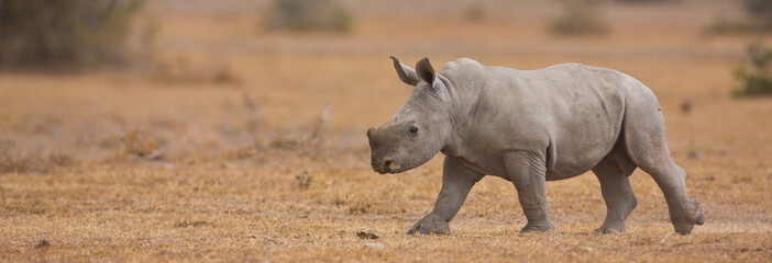 Rinoceronte blanco, Reserva Solio Ranch, Kenia, Africa