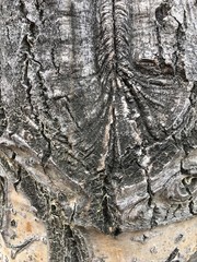 Tree Bark