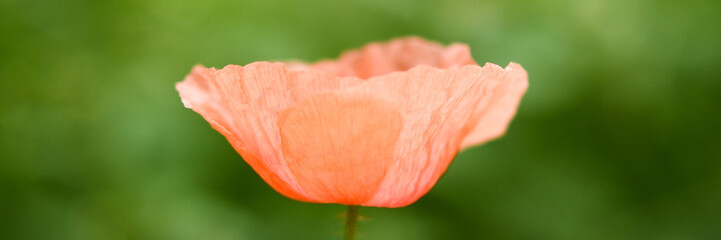Red poppy flower