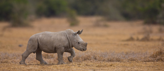 Rinoceronte blanco, Reserva Solio Ranch, Kenia, Africa
