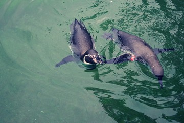 Obraz premium Two Magellanic Penguin swimming in zoo pool