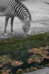 Fototapeta na wymiar Zebra in zoo, getting a drink of water