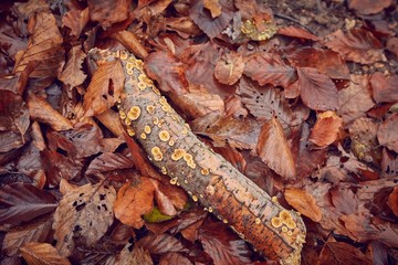 Fallen leaves and broken branch on the ground, fungi growing, autumn nature background