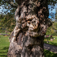tree bark