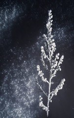 Frost on plant branch and snow