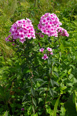 Blooming pink phlox on a background of grass in the overgrown garden on a summer day.