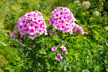 Obraz premium Blooming pink phlox on a background of grass in the overgrown garden on a summer day.