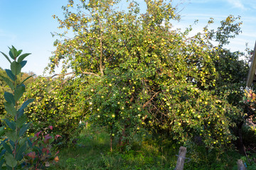 Apple tree in an overgrown and abandoned garden with an apple crop in the evening in August