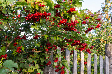 Viburnum branches with red clusters of ripe berries near an old village fence in late summer, in the evening in August.