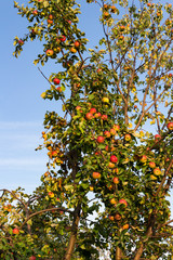 Fototapeta premium A branch of an old apple tree with apples against the sky in the evening of an autumn day.