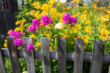 Yellow heliopsis and pink phlox flowers near an old wooden village fence near a summer house on an August day.