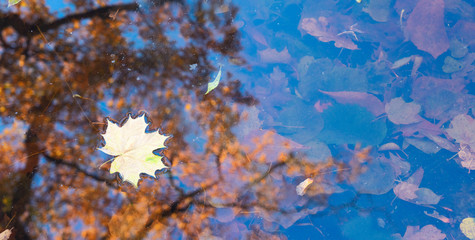 Fototapeta na wymiar fall maple leaves