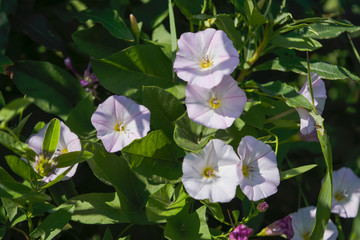 Field flowers. Field loach, Latin name Convolvulus arvensis to the meadow.