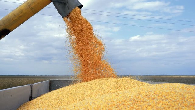 Combine Harvester Harvesting Maize