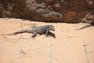 Lizard enjoying the sun