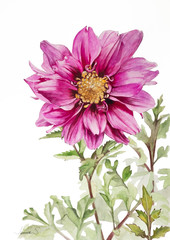 Watercolour painting of a pink Cosmos flower