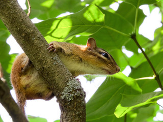 Chipmunk on the lookout