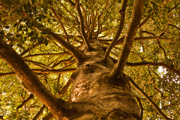 Bark is Worse Than it's Bite