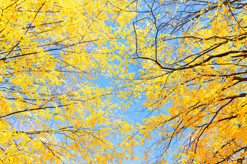 fall maple leaves
