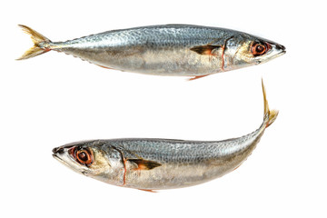 Mckerel fish isolated on white background