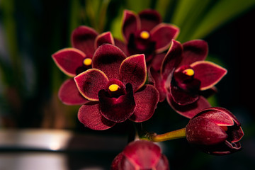 cymbidium dorothy