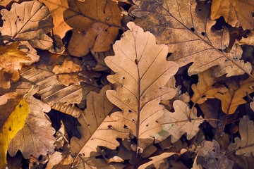 Fallen leaves on the ground in the autumn woods
