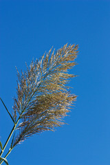 Flowers at the end of an Arundo donax