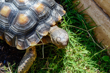 Desert Tortoise in Grassy Area