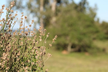 park, forest, trees, animals