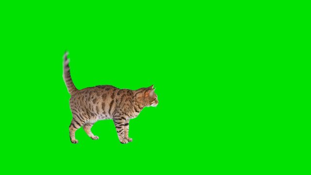 4K Bengal cat on green screen isolated with chroma key, real shot. Cat slowly walking across the frame from left to right, stops and runs away, then runs back across the frame from right to left