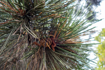 Raindrops on pine needles in the fall during the rain. Pine cones.